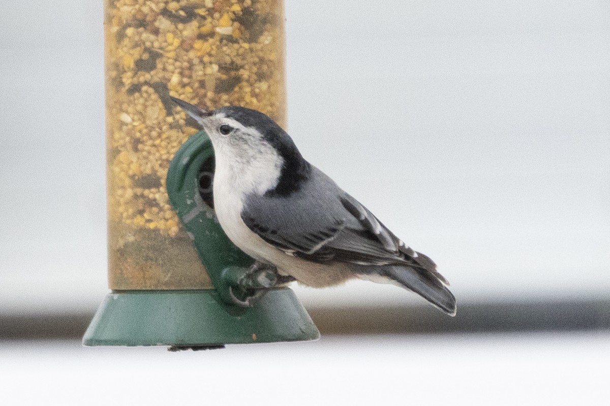 Beyaz Göğüslü Sıvacı (carolinensis) - ML652418079