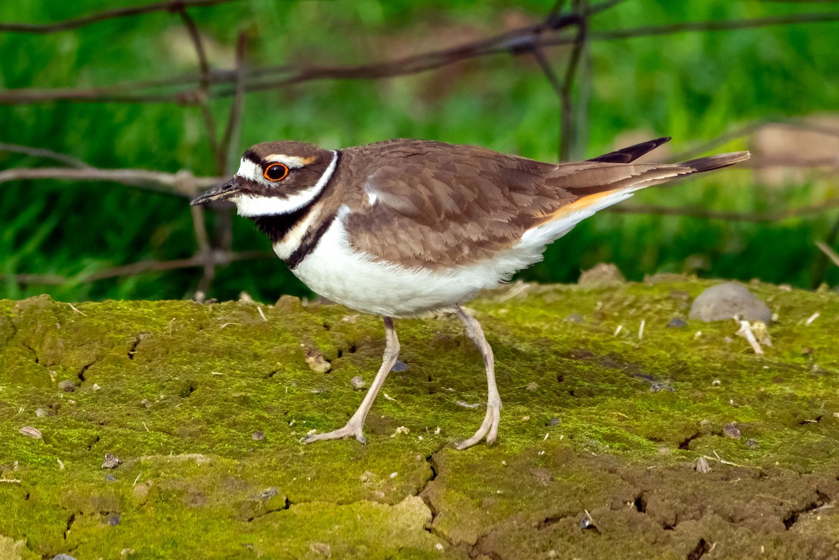 Killdeer - ML652418141