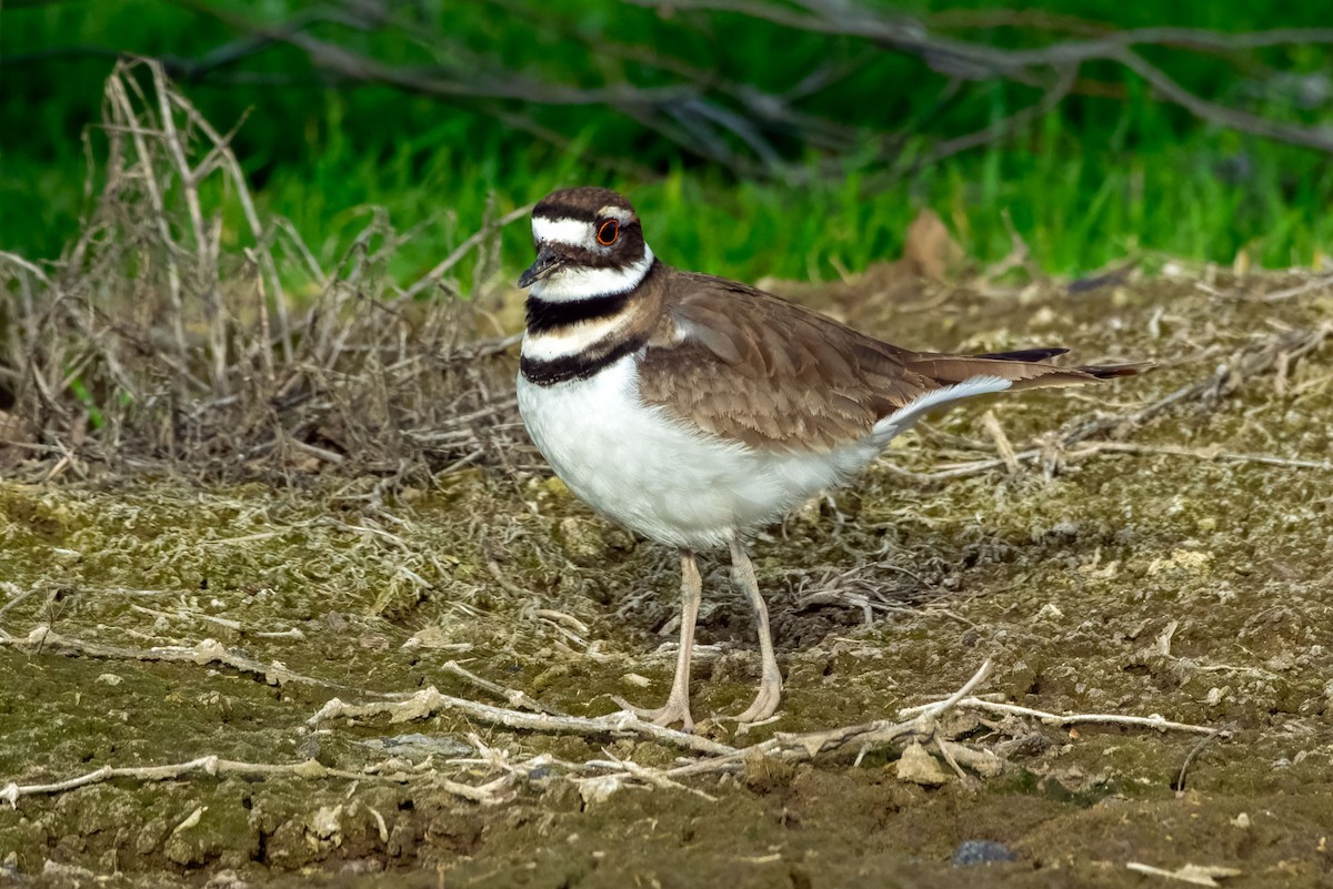 Killdeer - ML652418142