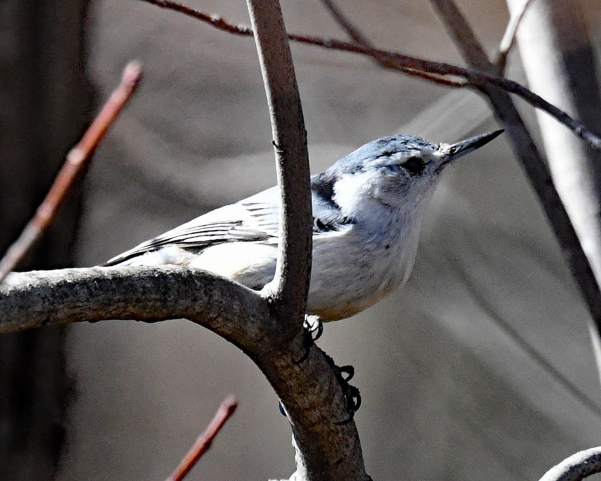 Beyaz Göğüslü Sıvacı - ML652418154