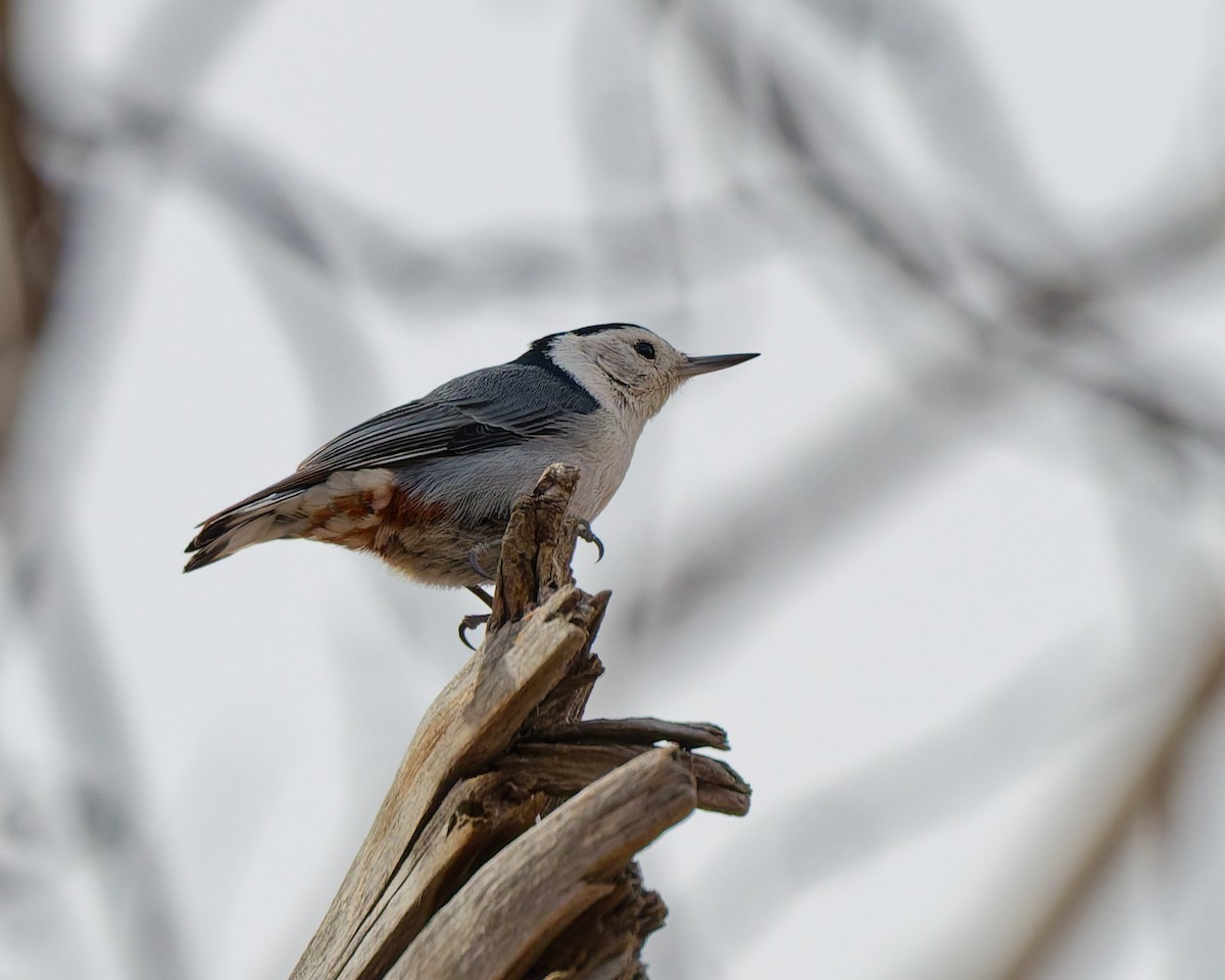 Beyaz Göğüslü Sıvacı - ML652418237