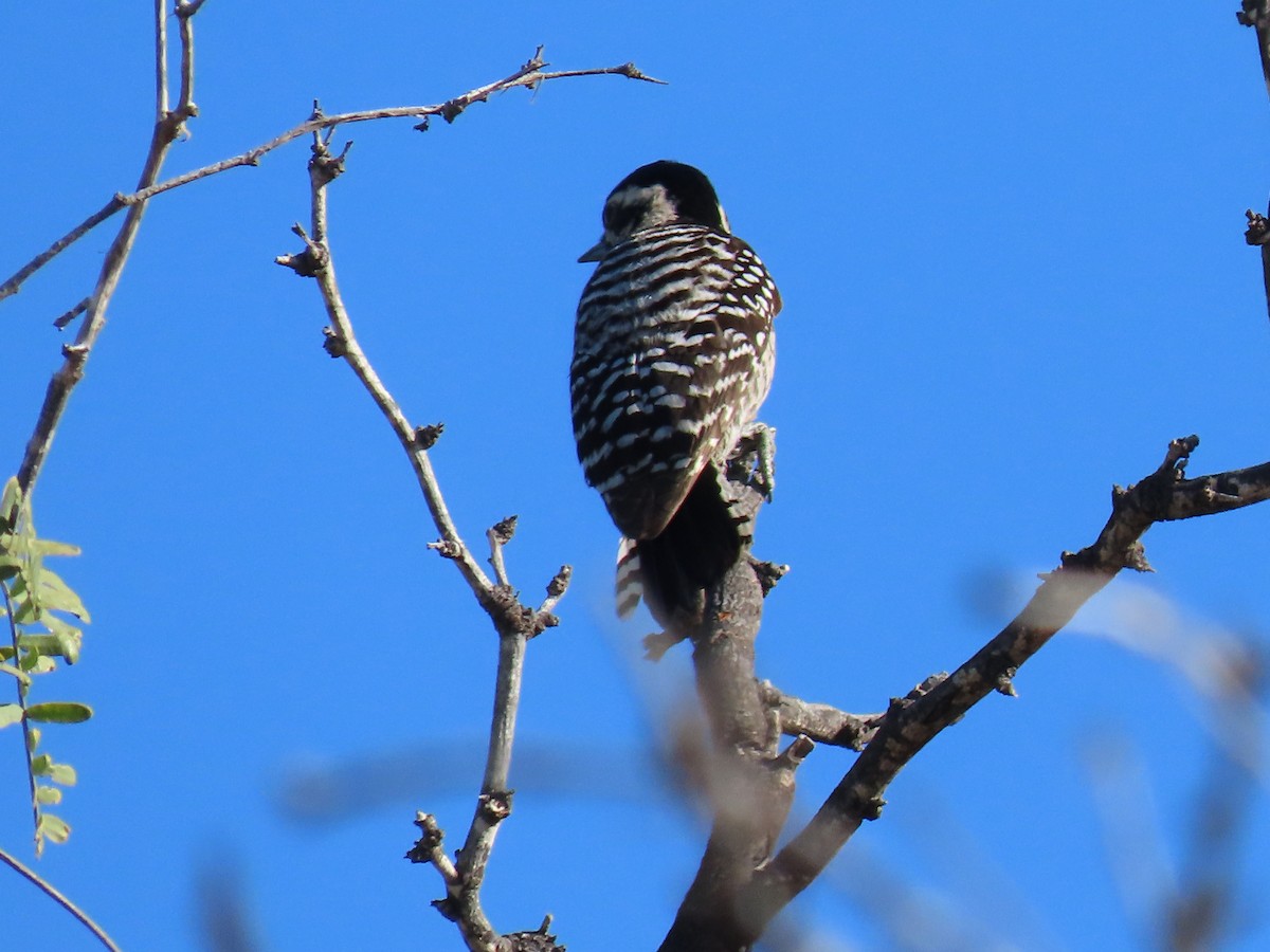 strakapoud proužkohřbetý - ML652418316