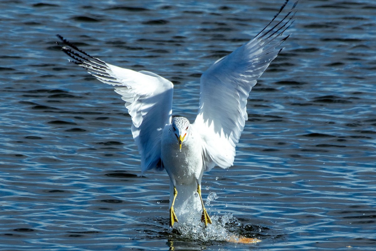 Ring-billed Gull - ML652418347