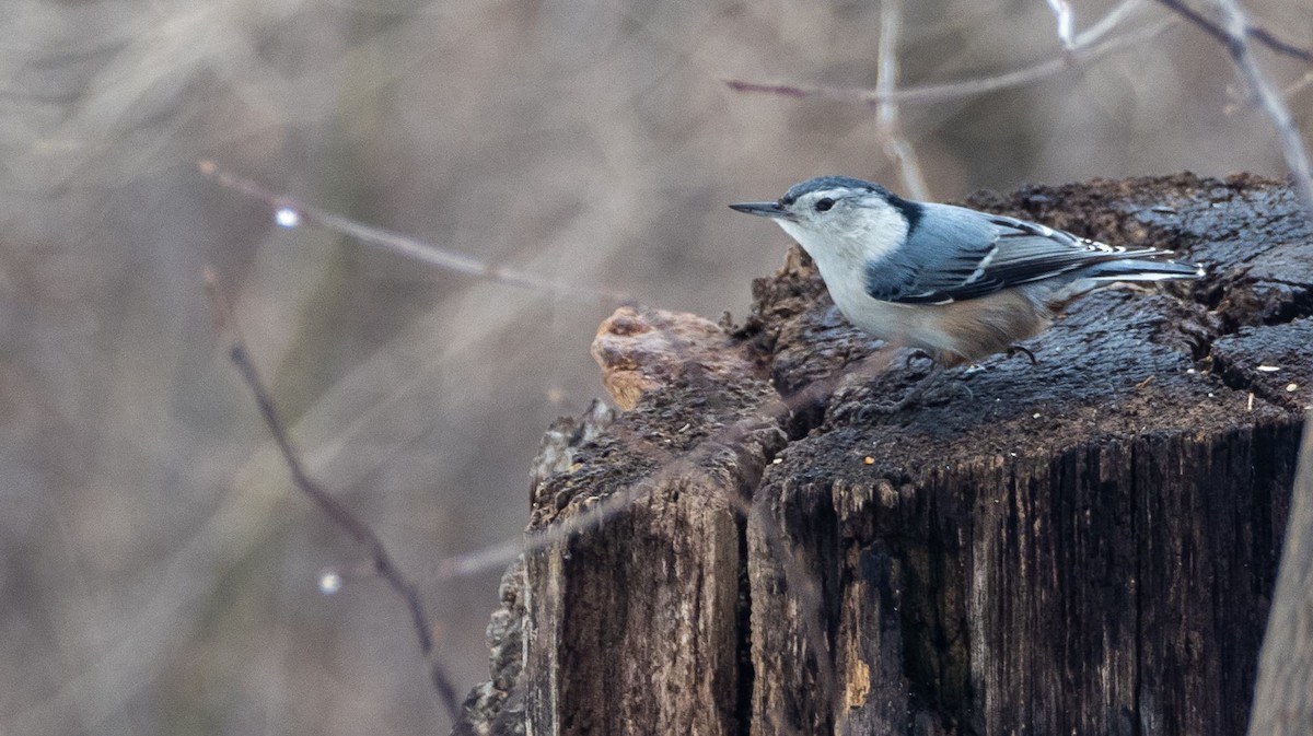 Beyaz Göğüslü Sıvacı - ML652418356
