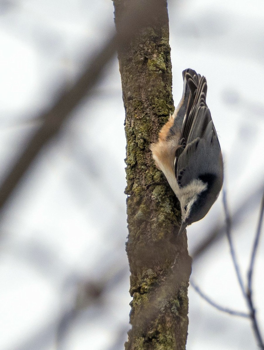 Beyaz Göğüslü Sıvacı - ML652418357