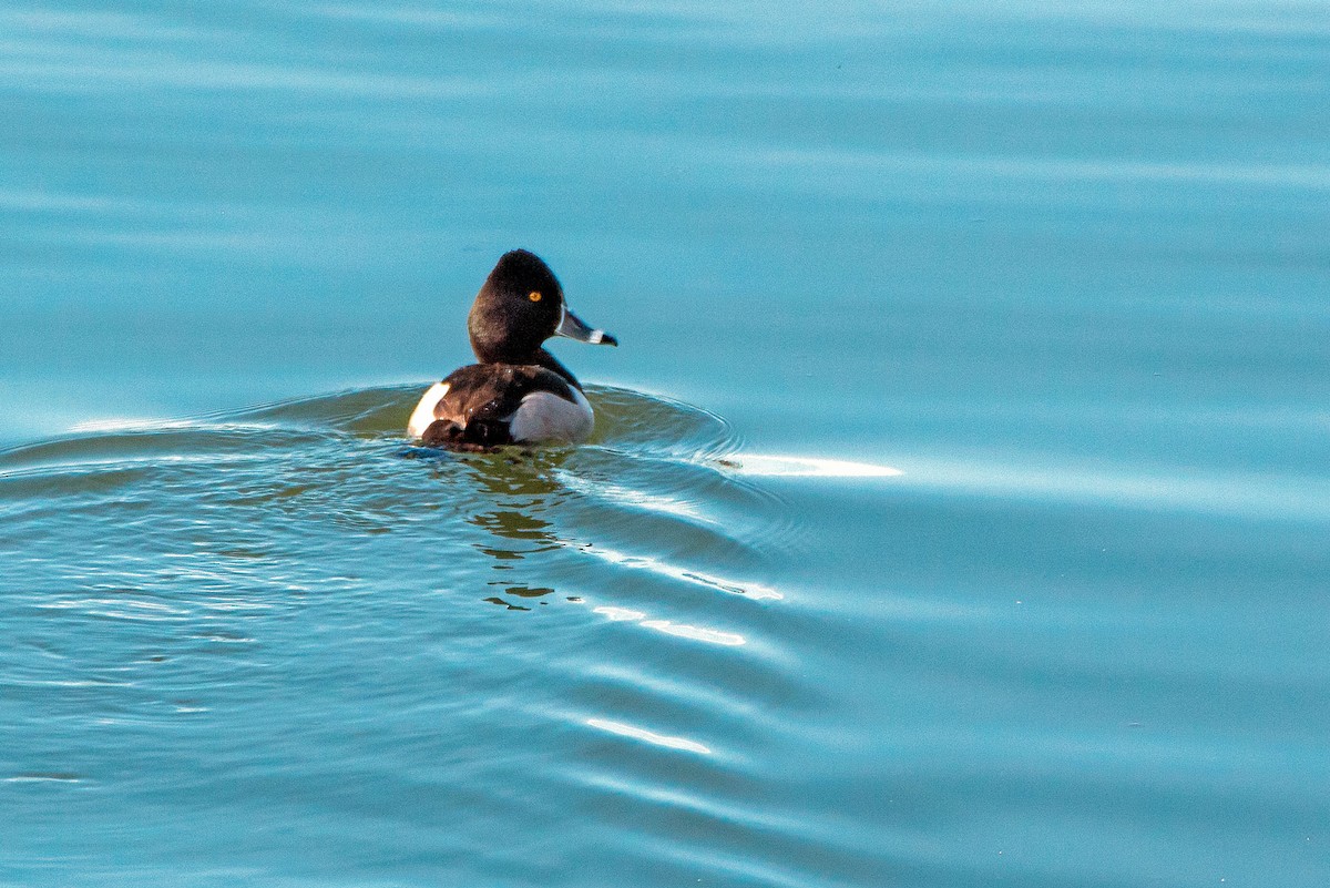 Ring-necked Duck - ML652418626