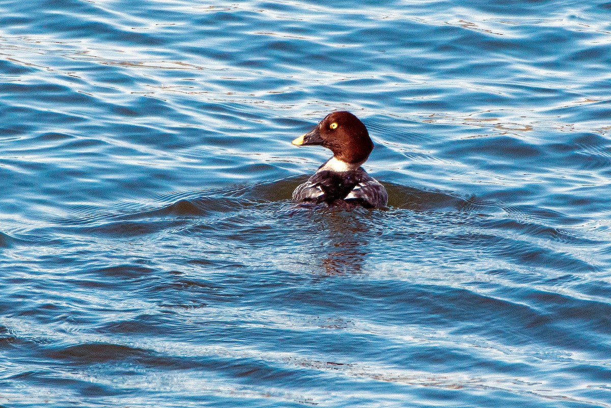 Common Goldeneye - ML652418666