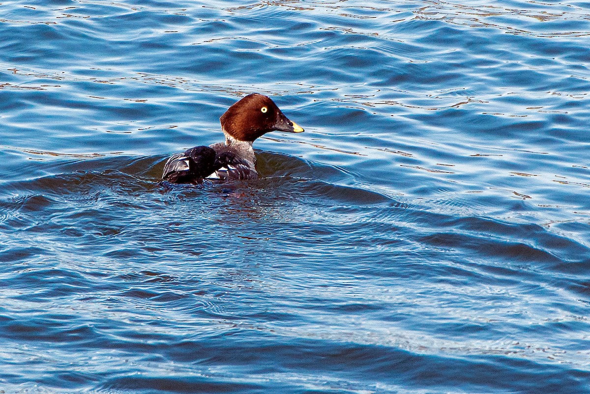 Common Goldeneye - ML652418667
