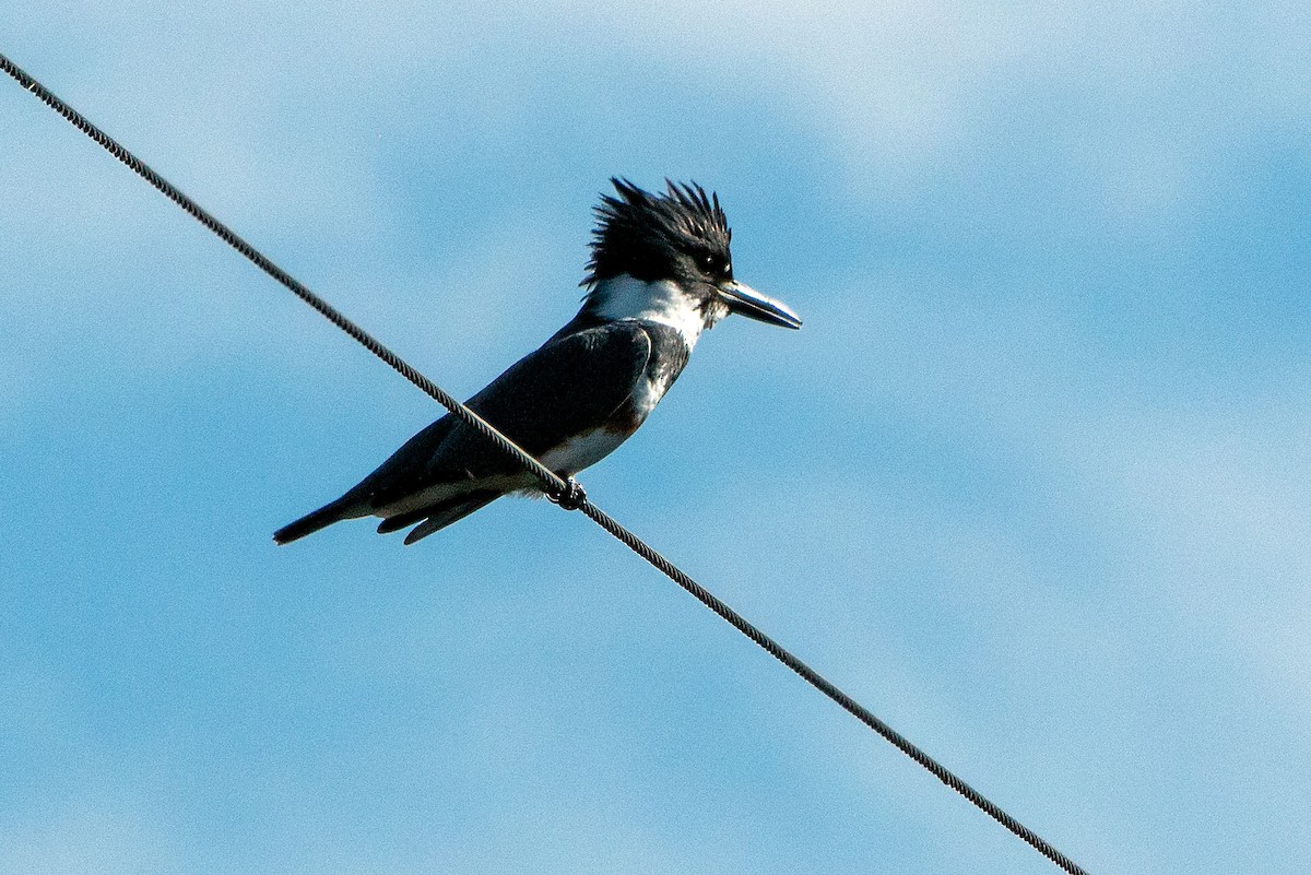 Belted Kingfisher - ML652418721