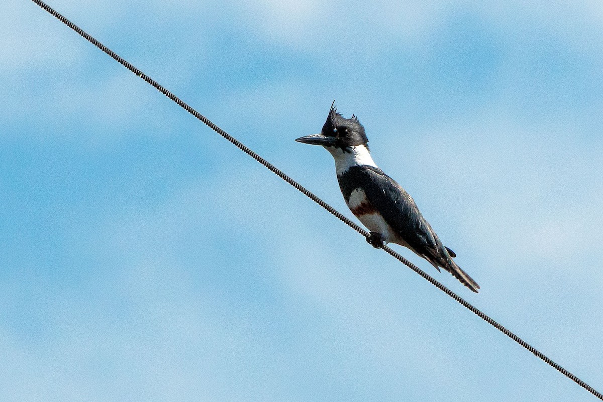 Belted Kingfisher - ML652418722