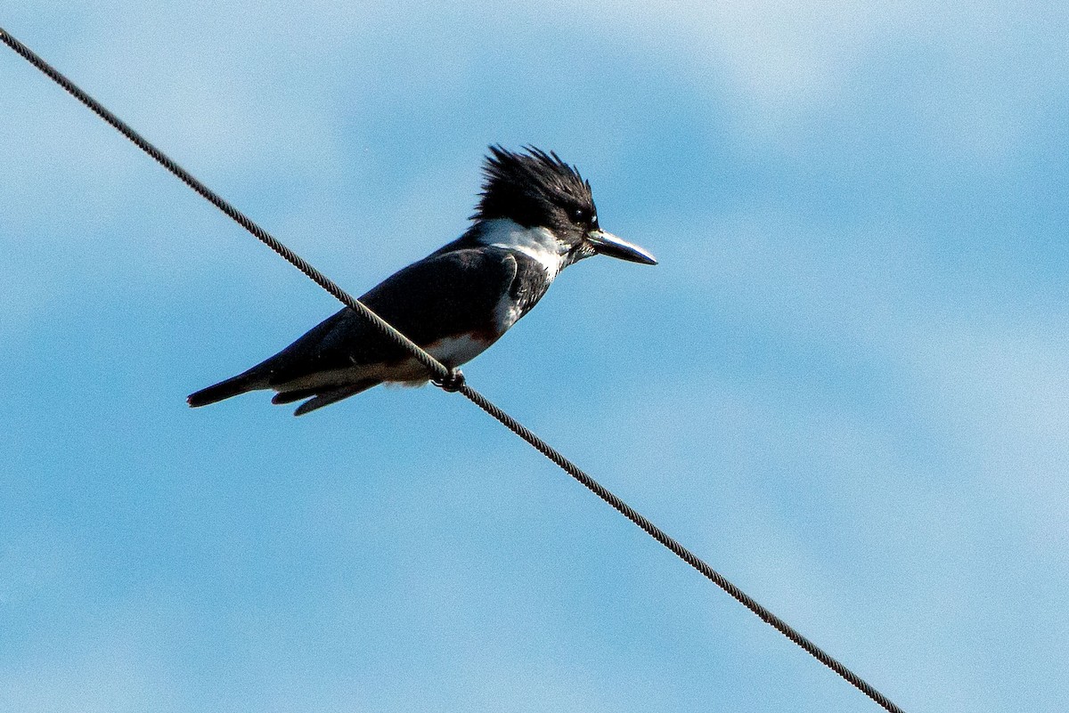 Belted Kingfisher - ML652418723