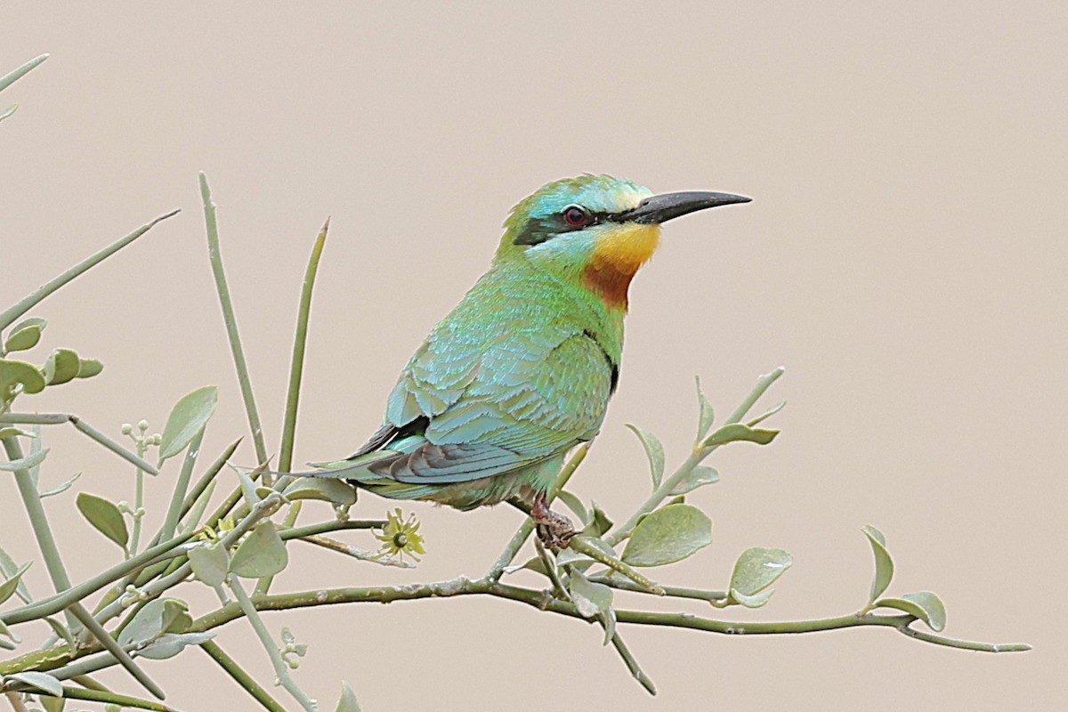 Erle-txori papargorria - ML652418729