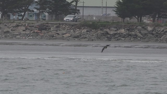 hvithodehavørn - ML652418735