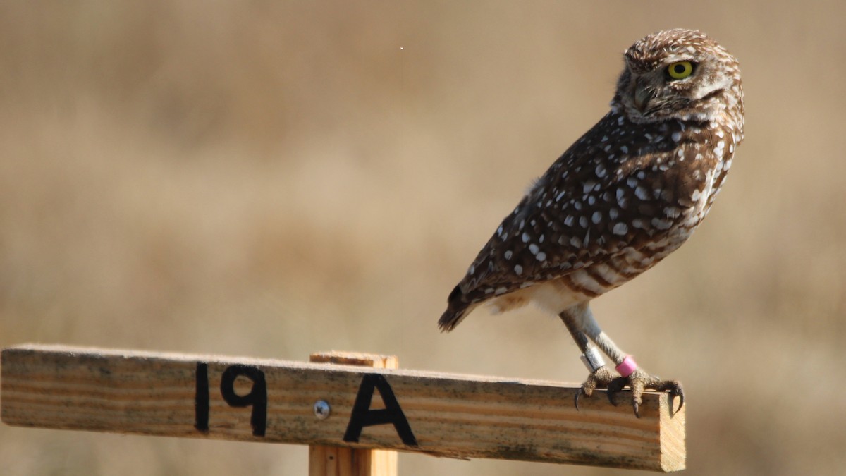 Burrowing Owl - ML652418779