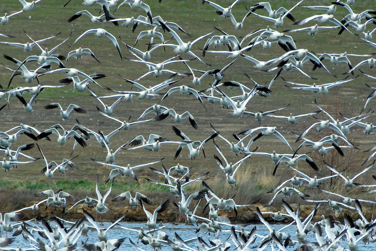 Snow Goose - ML652418898