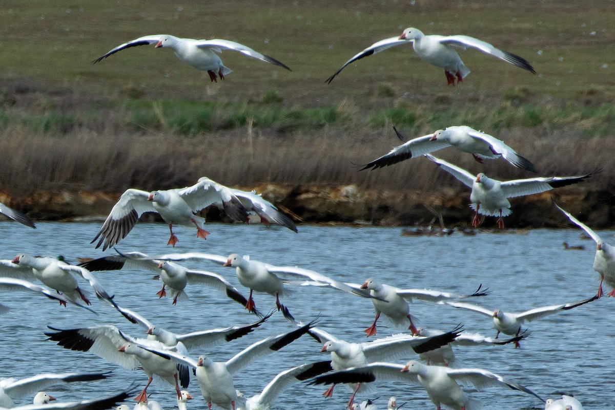 Snow Goose - ML652418899