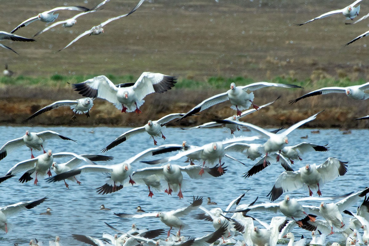 Snow Goose - ML652418900