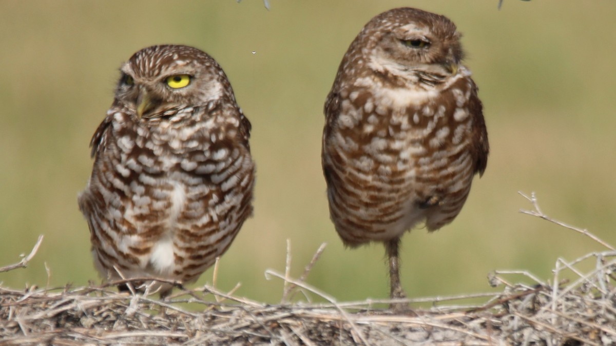 Burrowing Owl - ML652418917