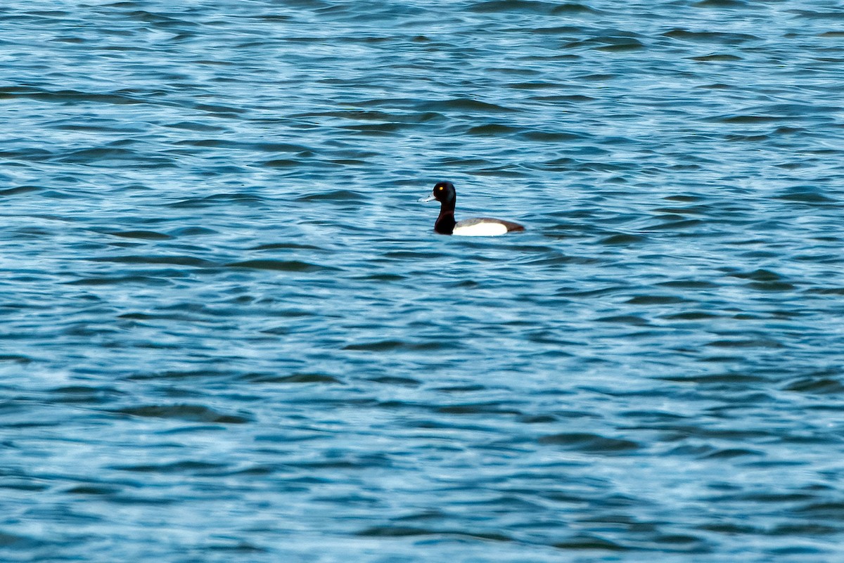 Greater Scaup - ML652418930