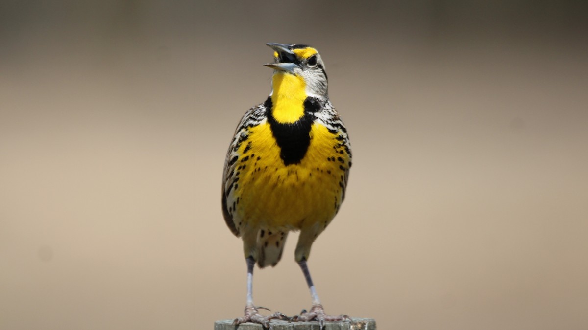 Eastern Meadowlark - ML652418978