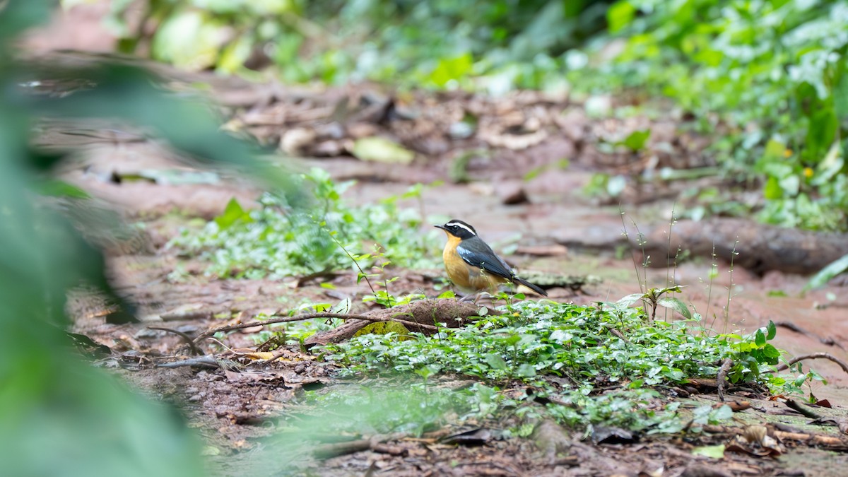 Blue-shouldered Robin-Chat - ML652419017