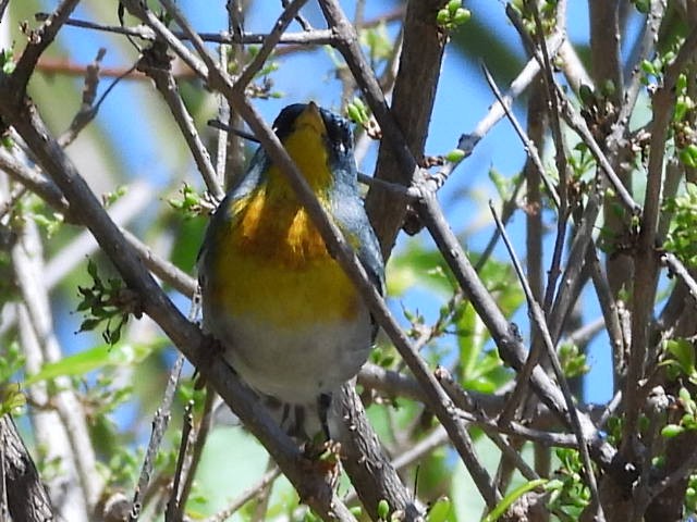 Northern Parula - ML652419061