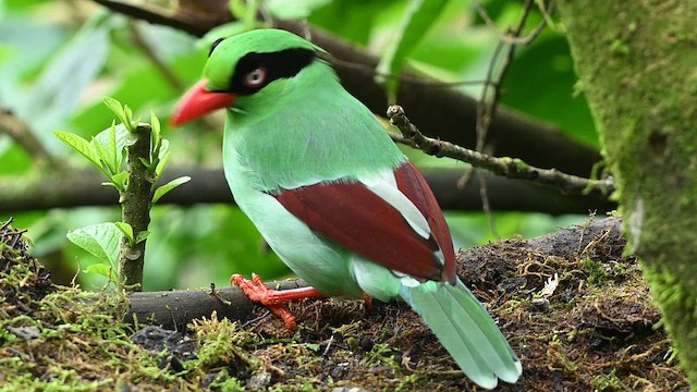 Pirolle de Bornéo - ML652419084