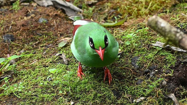 Pirolle de Bornéo - ML652419087