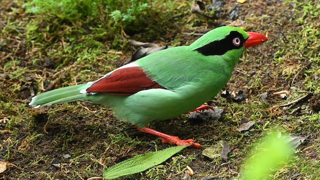 Pirolle de Bornéo - ML652419088