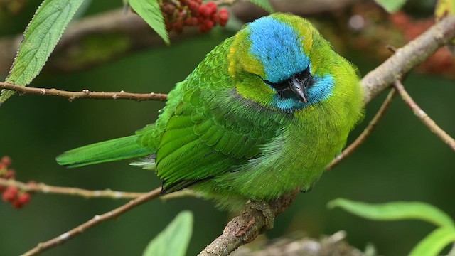 Barbu élégant - ML652419104