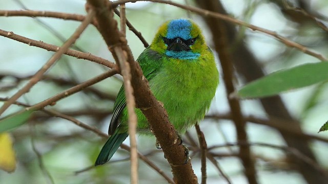 Barbu élégant - ML652419109