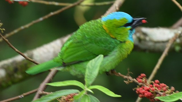 Barbu élégant - ML652419110