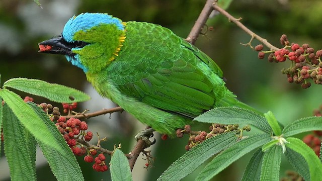 Barbu élégant - ML652419113