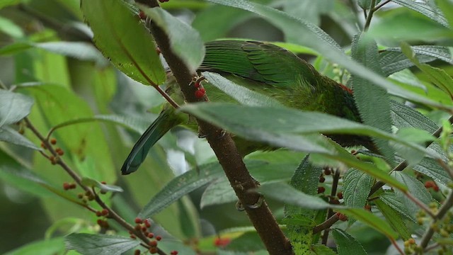 Barbu montagnard - ML652419115