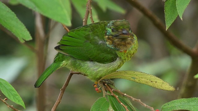 Barbu montagnard - ML652419116