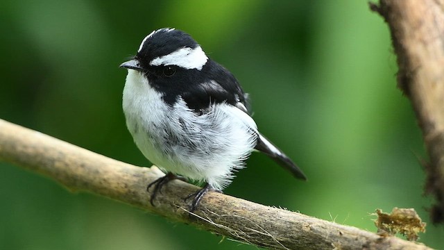 Gobemouche pie - ML652419135