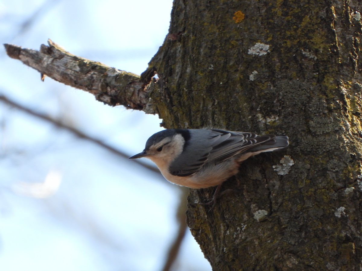 Beyaz Göğüslü Sıvacı - ML652419369