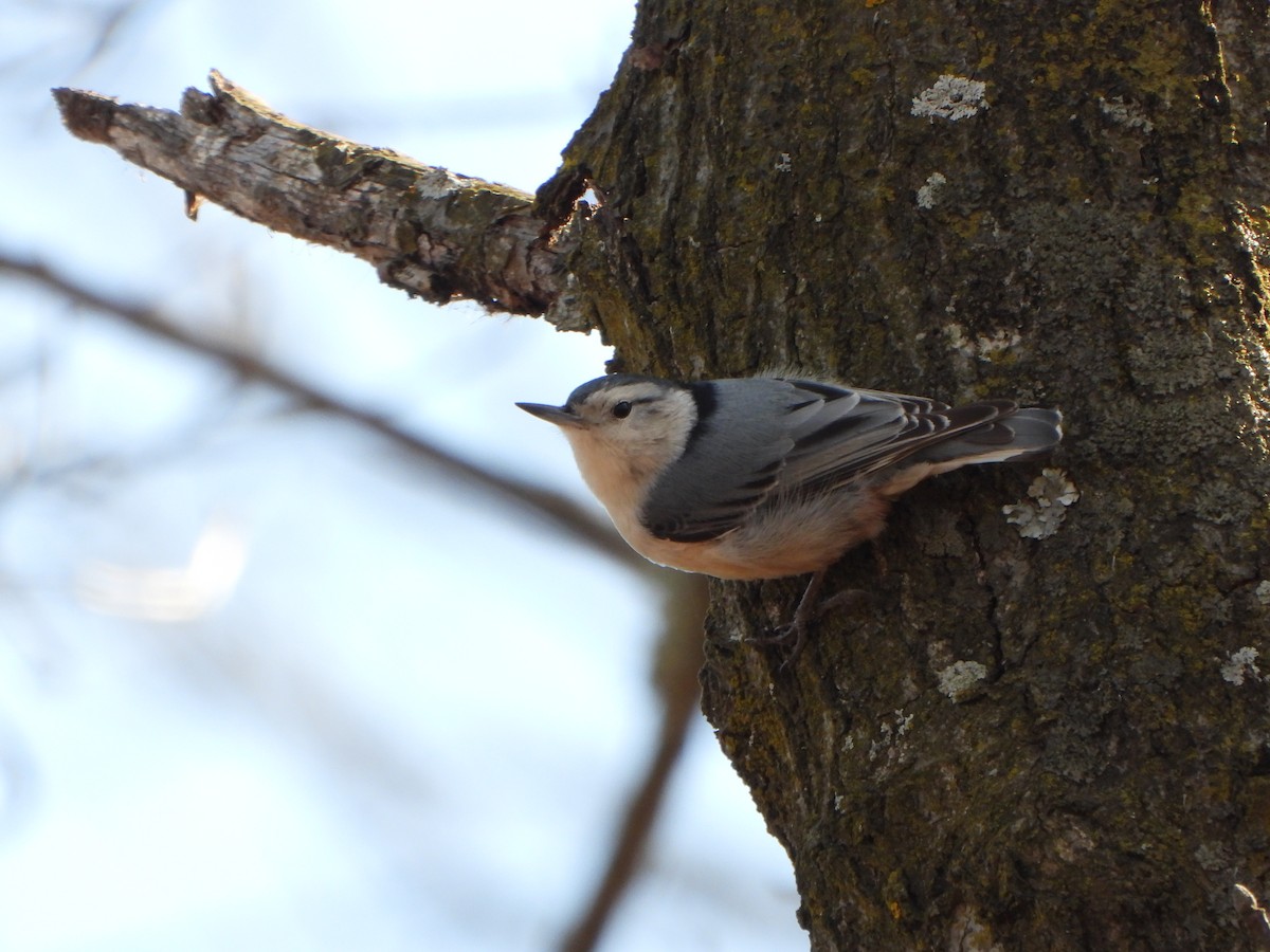 Beyaz Göğüslü Sıvacı - ML652419372