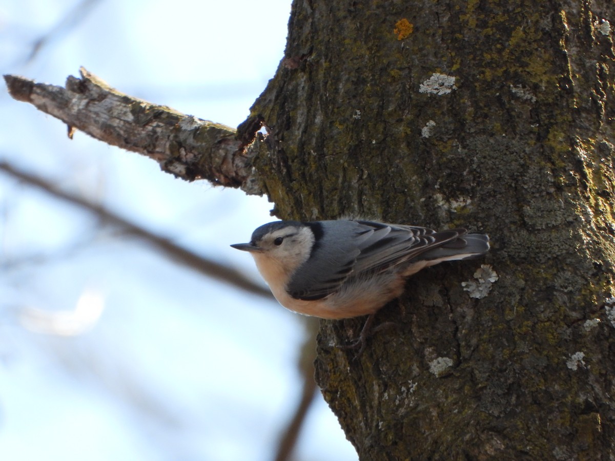 Beyaz Göğüslü Sıvacı - ML652419382