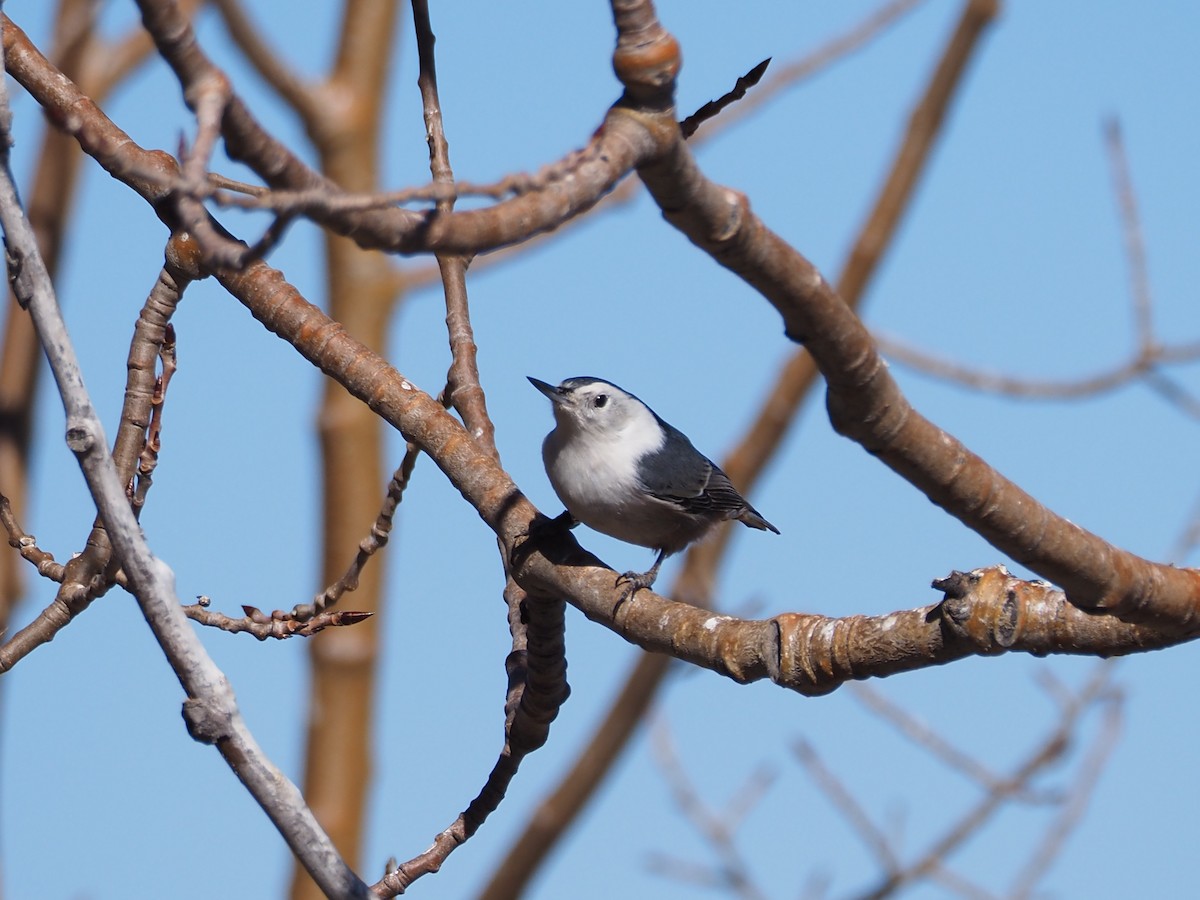 Beyaz Göğüslü Sıvacı - ML652419409