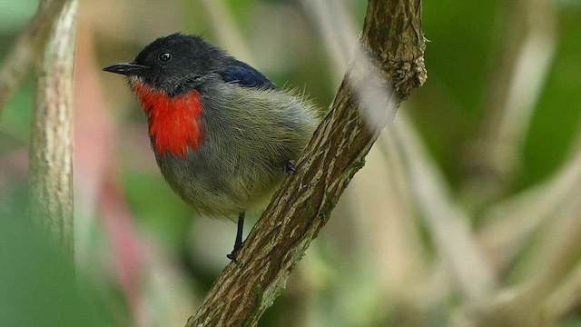 Dicée de Bornéo - ML652419496