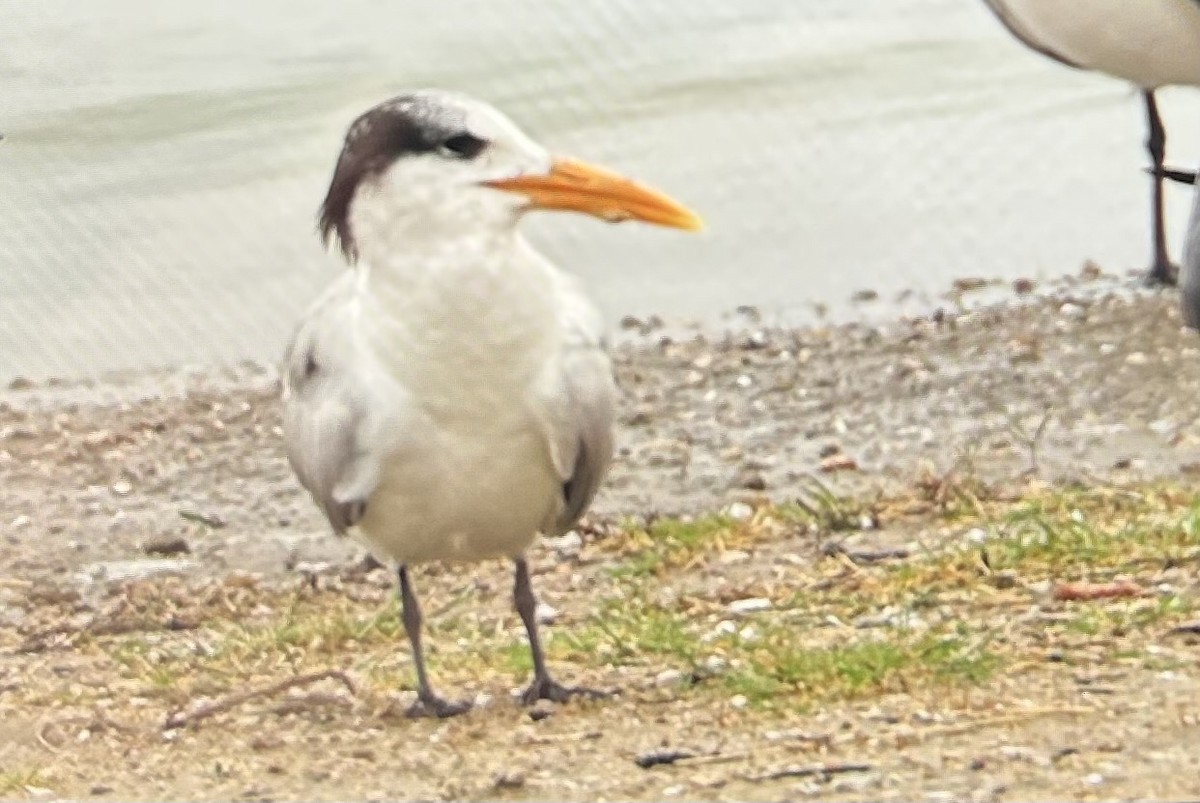 kongeterne - ML652419728