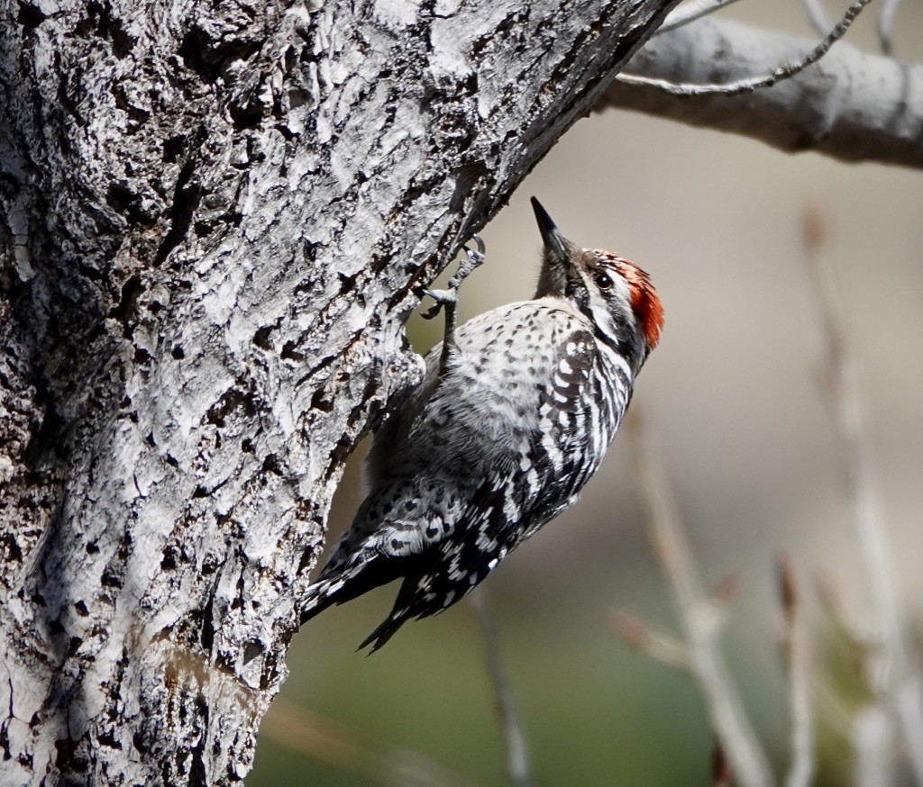 strakapoud proužkohřbetý - ML652419831