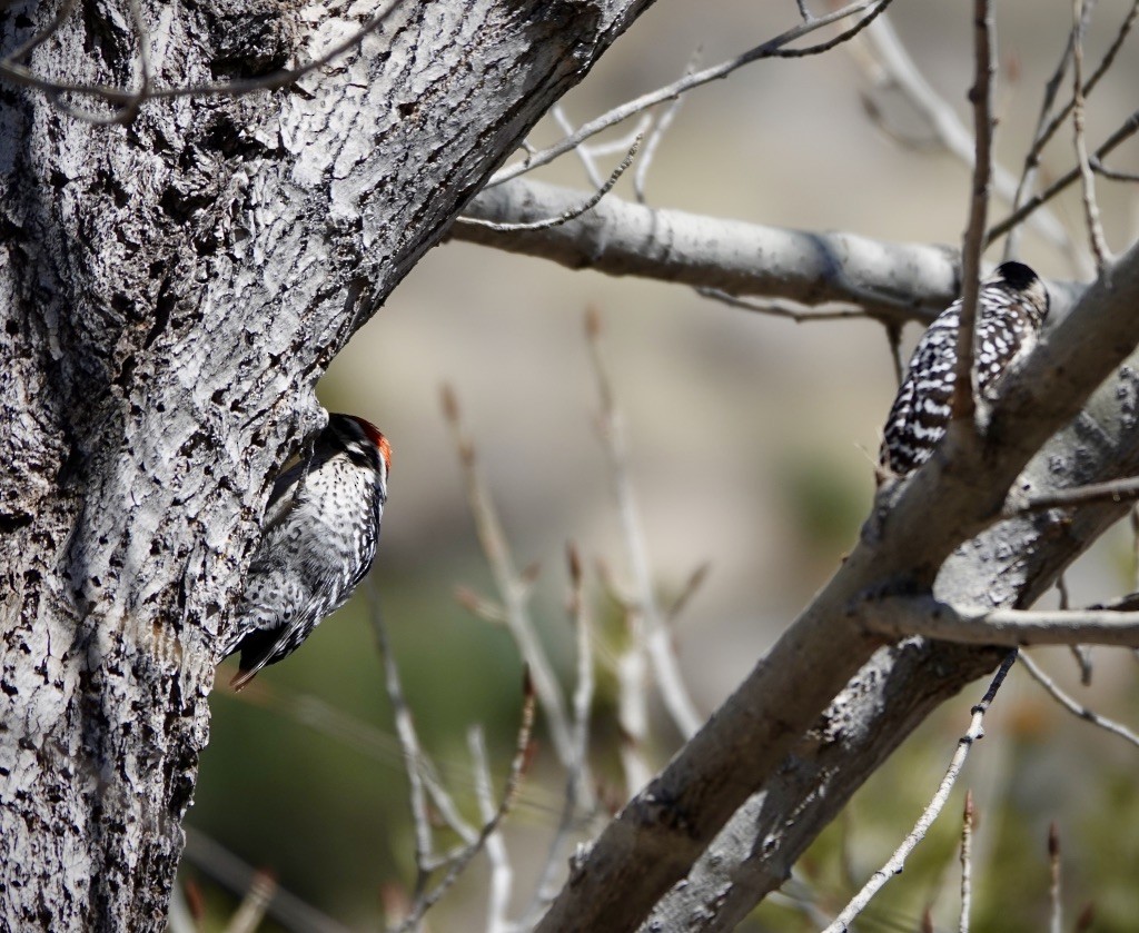 strakapoud proužkohřbetý - ML652419832