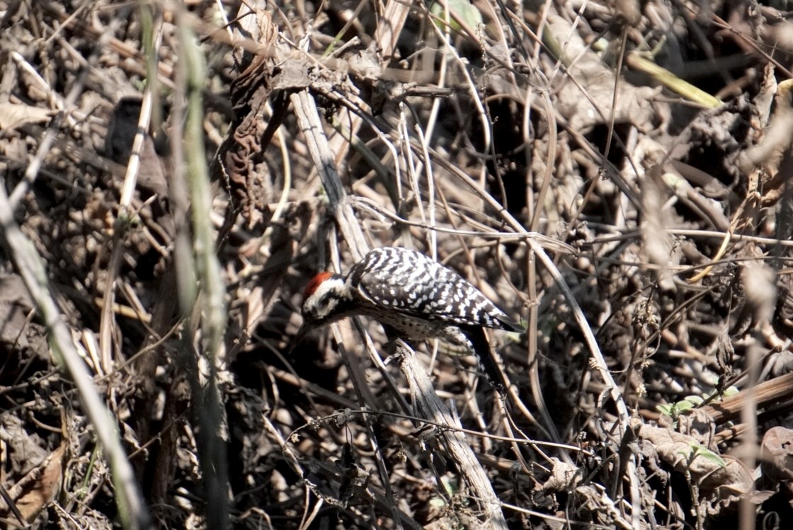 strakapoud proužkohřbetý - ML652419890