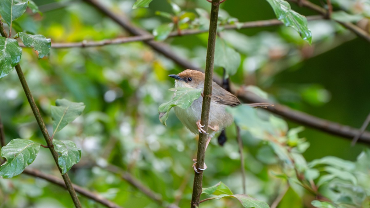 Turner's Eremomela - ML652420008