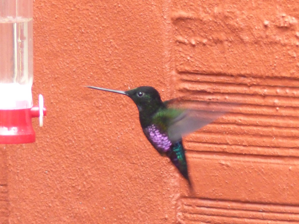 Rosenbauchkolibri - ML652420198