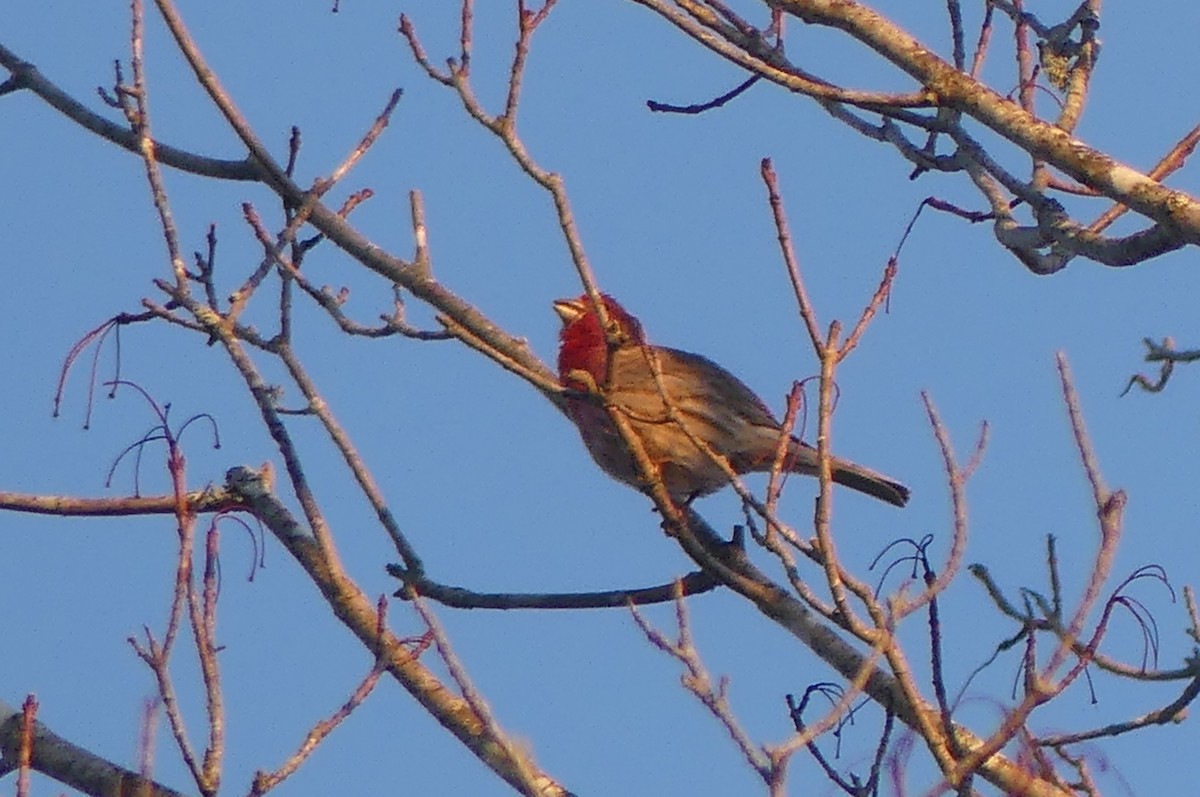 House Finch - ML652420215