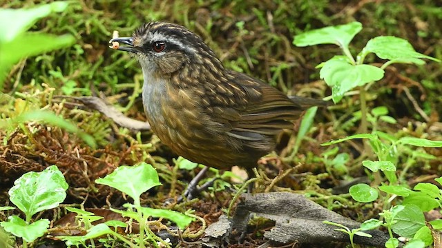 Turdinule des montagnes - ML652420233