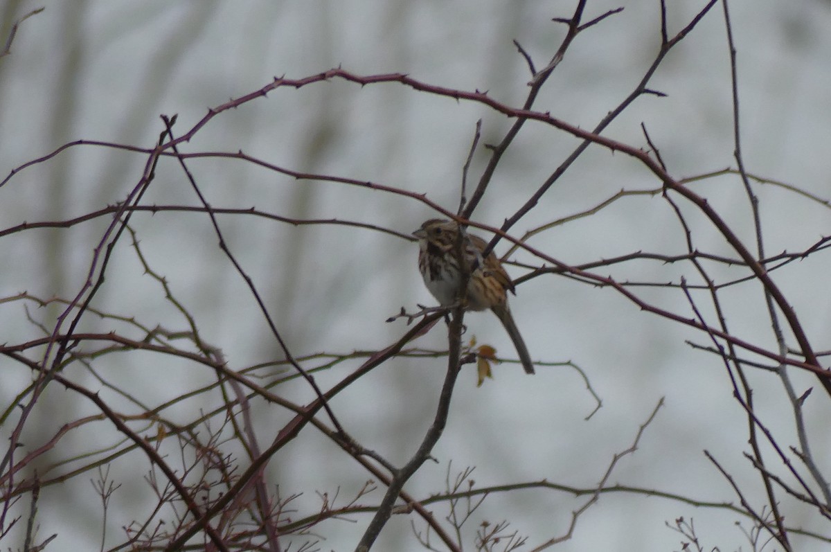 Song Sparrow - ML652420238